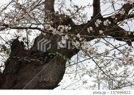 八高線の明覚駅にたたずむ桜の花 137096822