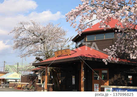 春の駅舎と青空に映える満開の桜 春の駅舎と青空に映える満開の桜 137096825