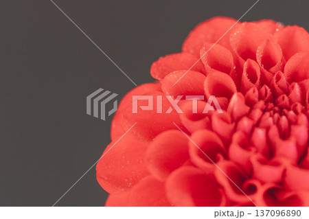 赤いダリアの花を黒背景でクローズアップ撮影02 137096890