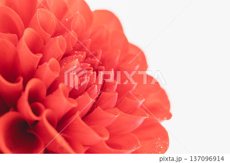赤いダリアの花を白背景でマクロ撮影35 137096914