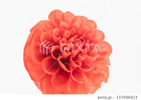 赤いダリアの花を白背景で撮影12 137096923