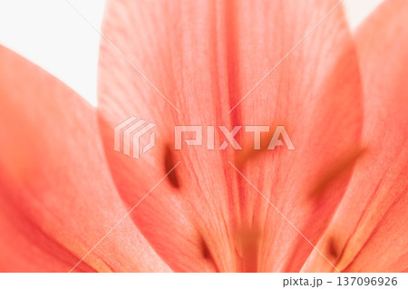 赤い百合の花を室内でマクロ撮影03 137096926