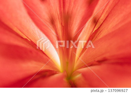 赤い百合の花を室内でマクロ撮影04 137096927