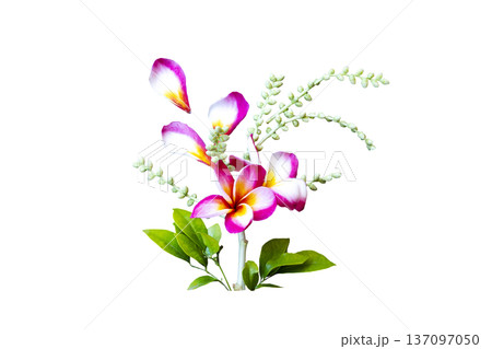 colorful pink and white flowers frangipani locla flora of asia 137097050