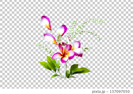 colorful pink and white flowers frangipani locla flora of asia 137097050