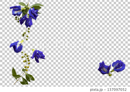 blue flowers butterfly pea local flora of asia blue flowers butterfly pea local flora of asia 137097052
