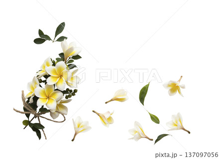 yellow flowers frangipani local flora of asia  137097056