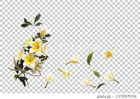 yellow flowers frangipani local flora of asia  137097056