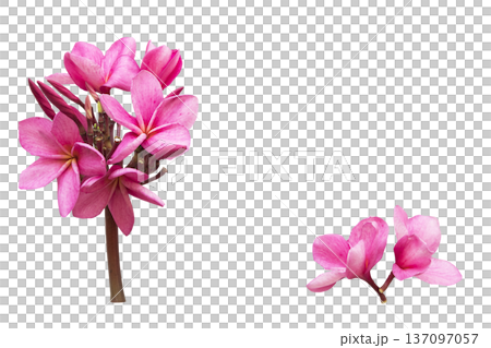 pink flowers frangipani local flora of asia 137097057