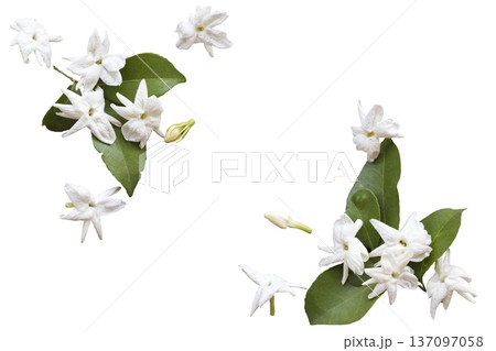 white flowers jasmine local flora of asia arrangement flat lay postcard style white flowers jasmine local flora of asia arrangement flat lay postcard style 137097058