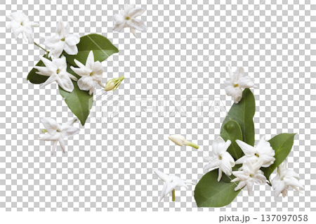 white flowers jasmine local flora of asia arrangement flat lay postcard style  137097058