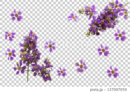 purple flowers bungor local flora of asia arrangement flat lay postcard style 137097059