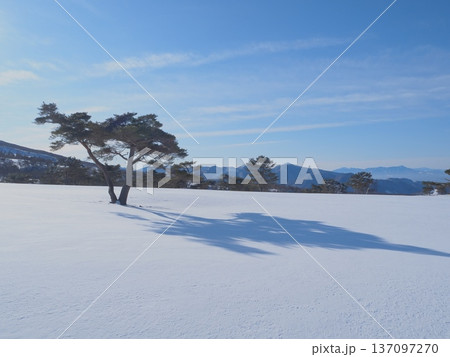 雪原に立つ赤松の光と影（afli20260220082443） 137097270