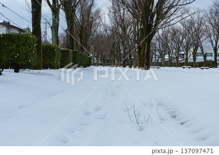 雪に埋もれた公園の並木道 137097471