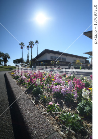 青島の植物園の風景 137097510