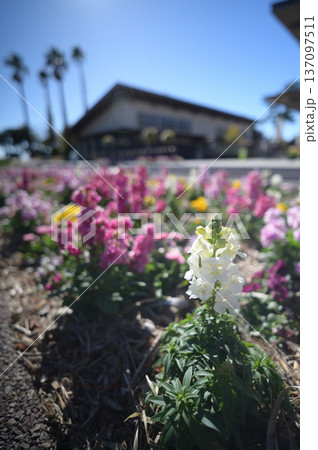青島の植物園の風景 137097511