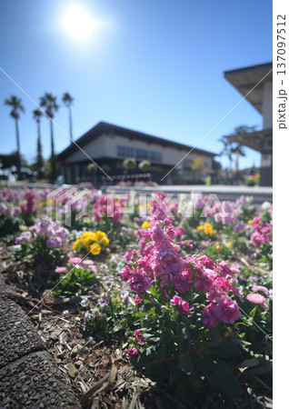 青島の植物園の風景 137097512
