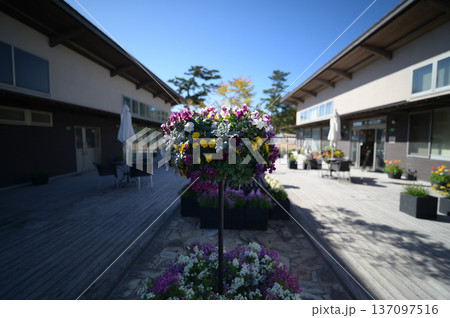 青島の植物園の風景 137097516