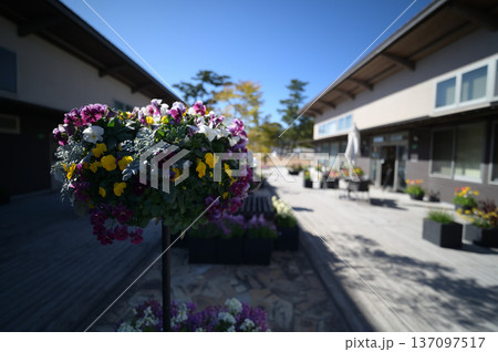 青島の植物園の風景 青島の植物園の風景 137097517