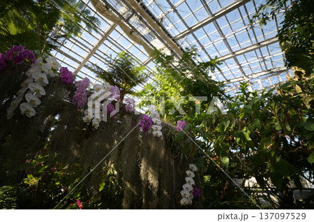 青島の植物園の風景 137097529