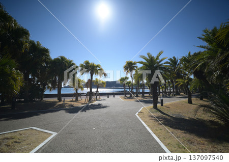 青島の植物園の風景 137097540