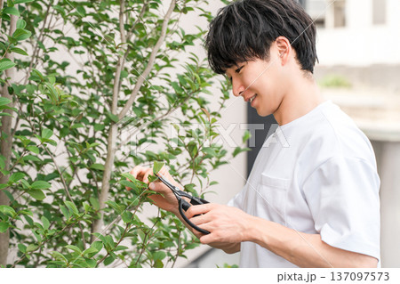 剪定バサミを使い庭木を剪定する若い剪定バサミを使い庭木を剪定する若い男性男性 137097573