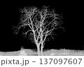 ghostly tree 137097607