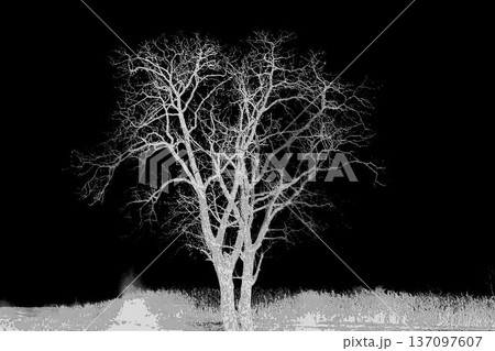 ghostly tree 137097607