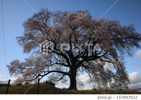 綺麗に咲き誇る満開の桜 綺麗に咲き誇る満開の桜 137097622