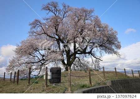 青空に映える満開の桜 137097624