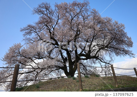 青空に映える満開の桜 137097625