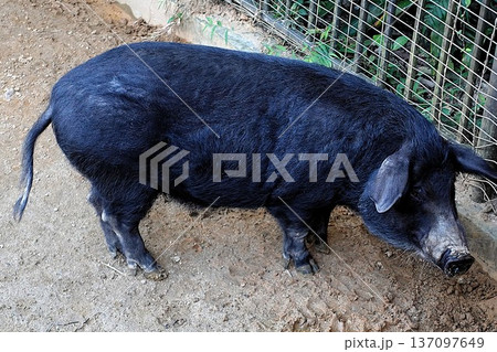 豚 137097649