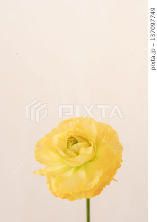 水滴の付いた黄色いラナンキュラスの花をベージュ背景で室内撮影12 137097749