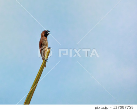 Scaly-breasted or spotted munia bird, nutmeg mannikin, spice finch, Lonchura punctulata Scaly-breasted or spotted munia bird, nutmeg mannikin, spice finch, Lonchura punctulata 137097759
