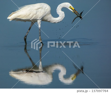 Eastern great egret, White Heron bird, Ardea alba 137097764
