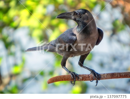 House crow bird, Corvus splendens 137097775
