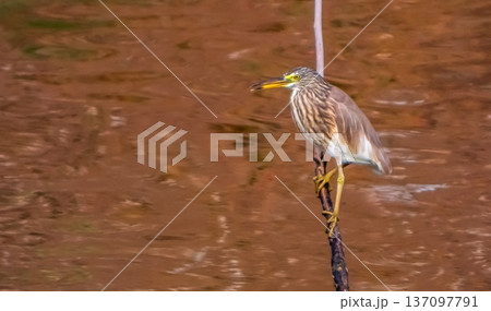 Indian Pond Heron bird, Ardeola grayii Indian Pond Heron bird, Ardeola grayii 137097791