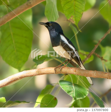 Shama dayal, Oriental Magpie-robin bird, Copsychus saularis Shama dayal, Oriental Magpie-robin bird, Copsychus saularis 137097800
