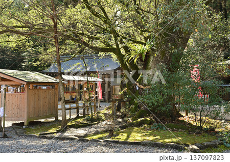都農神社境内の様子 都農神社境内の様子 137097823