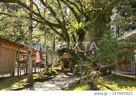 都農神社境内の様子 都農神社境内の様子 137097825