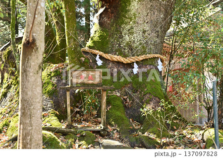 都農神社境内の様子 都農神社境内の様子 137097828