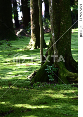都農神社境内の様子 137097854