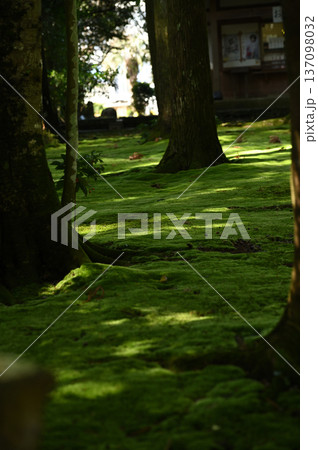 都農神社　境内の様子 137098032