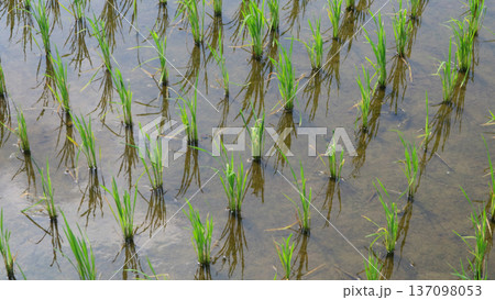 Young rice plants submerged in water, climate change impact  137098053