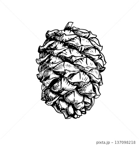 Cedar cone. Black and white graphics, handmade vector illustration. Isolate. Botanical illustration depicting a coniferous tree cone, forest element. For postcards, posters, packaging and more Cedar cone. Black and white graphics, handmade vector illustration. Isolate. Botanical illustration depicting a coniferous tree cone, forest element. For postcards, posters, packaging and more 137098218