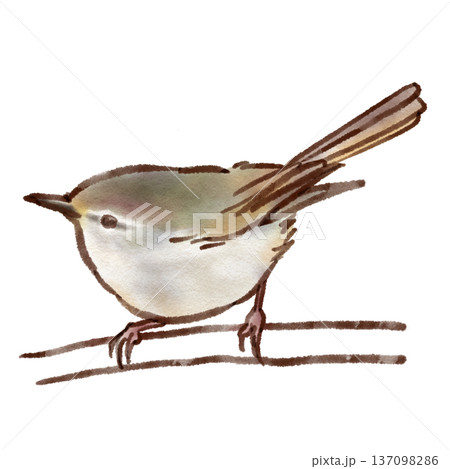 ウグイスのイラスト（墨ペン水彩風） 137098286
