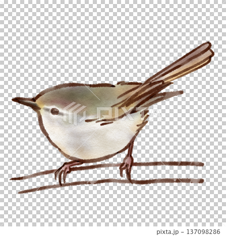 ウグイスのイラスト（墨ペン水彩風） 137098286