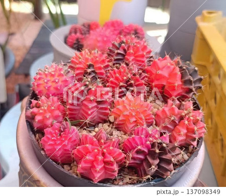 Vibrant Pink Moon Cactus Cluster in Decorative Pot - Gymnocalycium Mihanovichii Succulents Vibrant Pink Moon Cactus Cluster in Decorative Pot - Gymnocalycium Mihanovichii Succulents 137098349