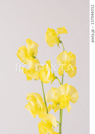 スイートピーの黄色の花を白背景で室内撮影02 スイートピーの黄色の花を白背景で室内撮影02 137098352