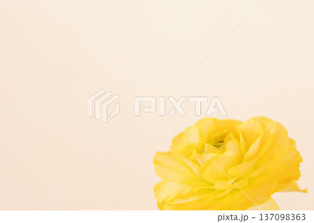 黄色いラナンキュラスの花をベージュ背景で室内撮影02 137098363